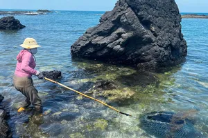 Mùa săn nhum ở Quảng Ngãi