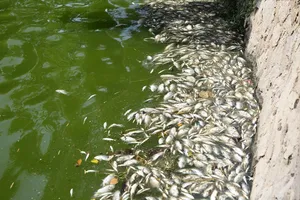 Cá chết trắng hồ Nam Lý, Quảng Trị