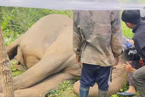 Gặp nạn trong rừng, một cá thể voi nhà ở Đắk Lắk chết 