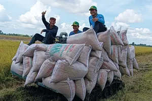 Nông dân TP Cần Thơ thu hoạch lúa trong đề án 1 triệu hec-ta lúa chất lượng cao