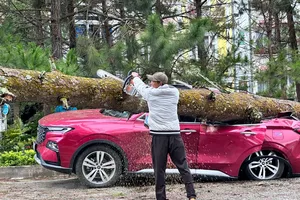 Cây xanh ngã đổ, đè nhiều ô tô ở phường Xuân Hương - Đà Lạt (Lâm Đồng)