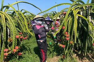 Khẩn trương gỡ vướng cho thanh long, hồ tiêu xuất khẩu sang EU