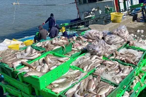 Xuất khẩu thủy sản tăng gần 20% so với cùng kỳ