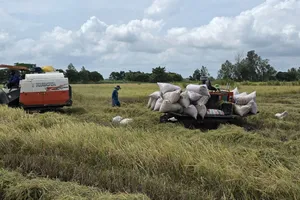 Sở cũng khuyến khích thương nhân tích cực thu mua, tạm trữ lúa nhằm hỗ trợ nông dân