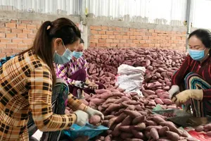 Vĩnh Long: Diện tích trồng khoai lang giảm