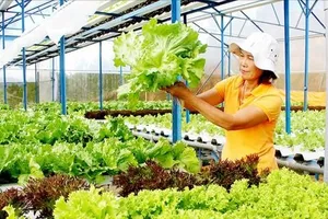 Dự báo nguồn cung lúa gạo, rau xanh và trái cây năm 2026 vẫn đảm bảo