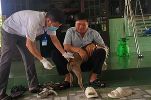 TPHCM: Nhiều giải pháp phòng chống bệnh dại chó, mèo
