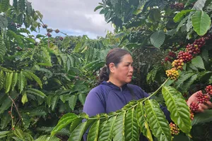 Dự báo xuất khẩu cà phê vượt kế hoạch 7,5 tỷ USD trong năm 2025