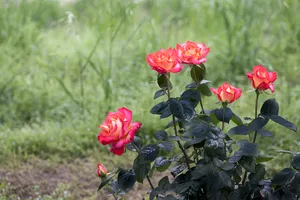 Luôn có mẹ trong đời