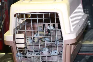 Bị phạt 7,5 triệu đồng vì tàng trữ 500 con chim cu ngói bất hợp pháp