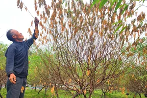 Hà Tĩnh: "Thủ phủ" đào phai lo... mất tết