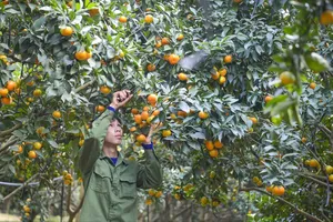 Vựa cam xứ Thanh vào mùa thu hoạch