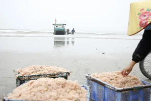 Ngư dân trúng vụ tép dù tiết trời giá lạnh 