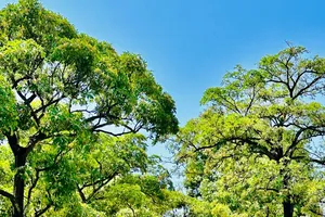 Mùa hoa sữa về, nồng nàn con phố