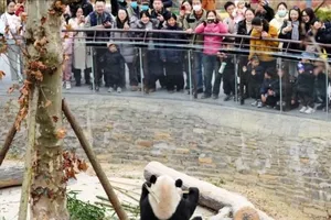 “Ngôi nhà thông minh” của gấu trúc tại Tứ Xuyên