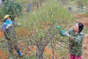 Vựa đào lớn nhất Thanh Hóa “xuống lá” chuẩn bị đón tết