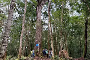 Chiêm ngưỡng báu vật ngàn năm trên đỉnh Hòn Giao 