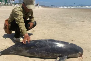 Cá thể nghi là cá ông dạt vào bãi Sau, Phường Vũng Tàu (TPHCM)