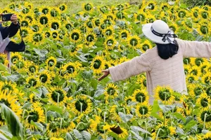 Người dân Quảng Ngãi nô nức du xuân vườn hoa tết