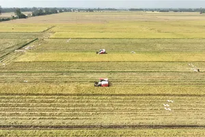 Doanh nghiệp phân bón chủ động giải pháp cung ứng