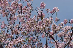 Tháng 3 và những vần thơ về phụ nữ