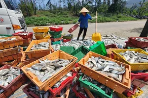 Ngư dân Hà Tĩnh liên tiếp trúng đậm cá mòi và cá trích biển