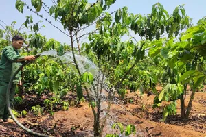 Tây Nguyên, Tây Nam bộ: Nhà vườn lo mất mùa do nắng nóng, hạn mặn