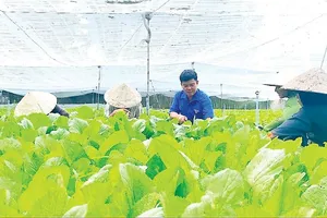 Năm 2026, mỗi địa phương đào tạo nghề ít nhất 50 lao động nông thôn