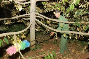 Trắng đêm thụ phấn cho sầu riêng