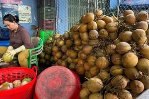 ĐBSCL: Giá dừa tươi tăng cao, nguồn cung thiếu hụt