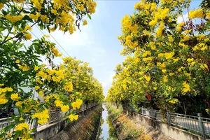 Dòng kênh “nở hoa”