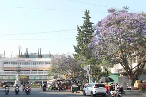 Đà Lạt mùa phượng tím