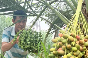Trồng chà là trên vùng biên, nông dân thu tiền tỷ mỗi vụ