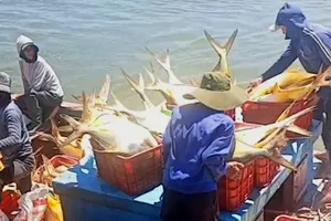 Gần trưa 25-5, số cá vàng dâng được đưa vào tiêu thụ tại bờ biển phường Hải Ninh 