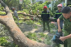 Khánh Hòa: Nhánh cây xanh gãy, đè người đi xe máy bị thương nặng
