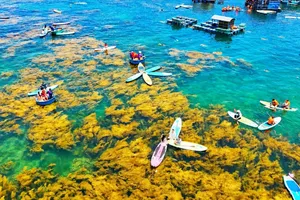 Giữ mùa rong mơ, làng biển Nhơn Hải hút khách du lịch hè