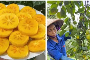 Tết Trung thu, các loại hồng đặc sản vào mùa