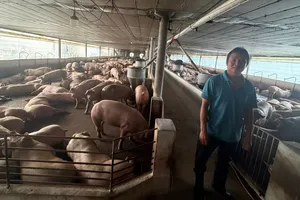 Vỗ béo heo bằng chất tạo nạc rồi bán hơn 10.000 tấn ra thị trường