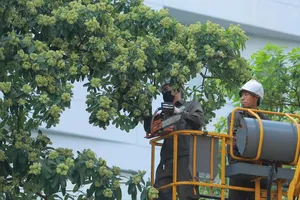 Sáng nay, Hà Nội cắt tỉa hoa sữa trên nhiều tuyến đường