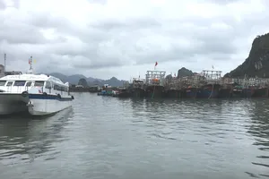 Các tỉnh, thành ven biển chủ động ứng phó gió Đông Bắc mạnh