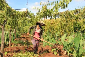 Một hộ dân xã Ia Blứ phá bỏ diện tích chanh dây  vì trồng không có quả 