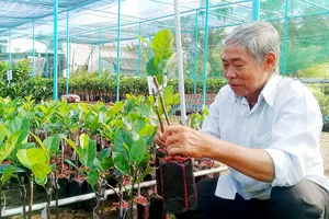 Cây giống ở huyện Chợ Lách hút hàng, giá tăng cao…