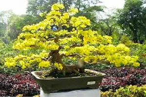 Chuyển đổi đất lúa sang trồng hoa kiểng.