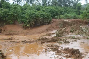 Nhiều diện tích cây trồng bị nước cuốn trôi