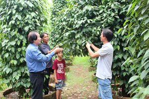 Khách tham quan vườn tiêu của ông Nguyễn Văn Quốc                                                           . Ảnh: TÔN PHÚC