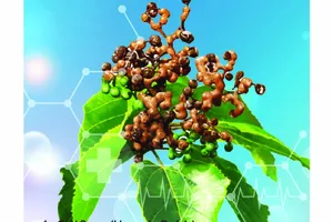 Hoạt chất làm giảm nồng độ cồn  trong máu chỉ sau 30 phút