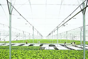 Chỉ trong vòng 24 tháng, VinEco đã xây dựng và phát triển thành công 14 nông trường quy mô và chuyên nghiệp trên cả nước