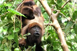 Brazil đóng cửa công viên ngăn dịch sốt vàng da