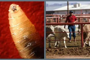 Hình ảnh ký sinh trùng và gia súc bị giam giữ trong chuồng tại cửa khẩu biên giới Jeronimo-Santa Teresa ở Ciudad Juarez, Mexico. Ảnh: USDA