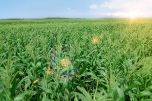 Cánh đồng bắp tươi tại Trang trại sinh thái Vinamilk Green Farm Tây Ninh  